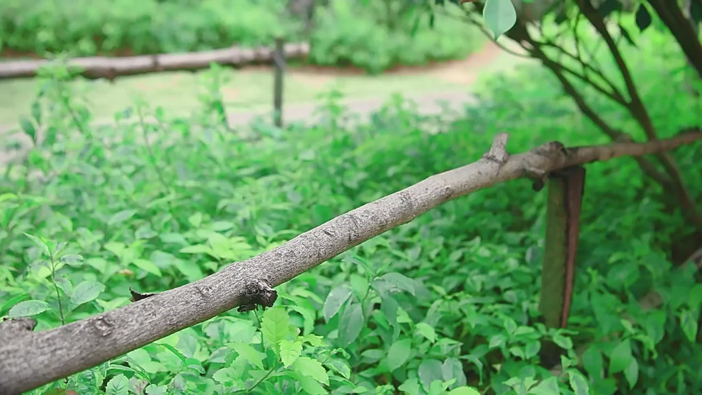 Solar Clip On  LED Lights